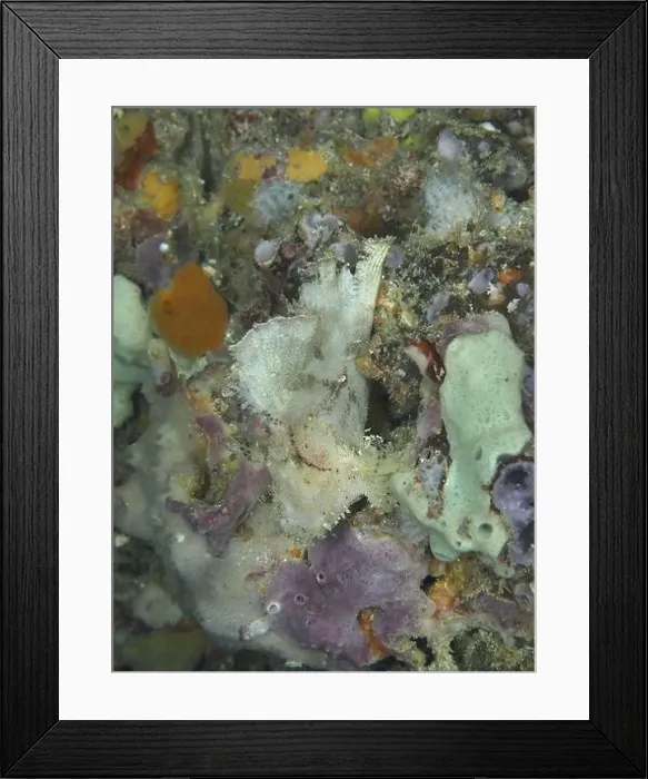 Framed Print : Detailed underwater image of algae and coral Framed Print : Detailed underwater image of algae and coral