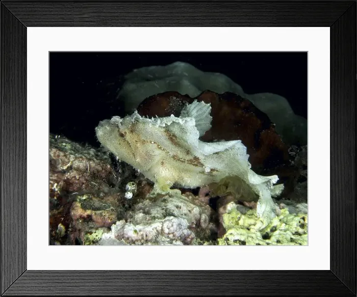 Framed Print : A white fish, rocking fish (Taenianotus triacanthus) Framed Print : A white fish, rocking fish (Taenianotus triacanthus)
