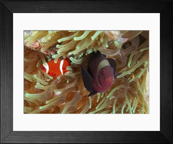 Framed Print : Two velvet anemonefish, spiny anemonefish (Amphiprion biaculeatus) swimming side by side in a sea anemone in the reef Framed Print : Two velvet anemonefish, spiny anemonefish (Amphiprion biaculeatus) swimming side by side in a sea anemone in the reef