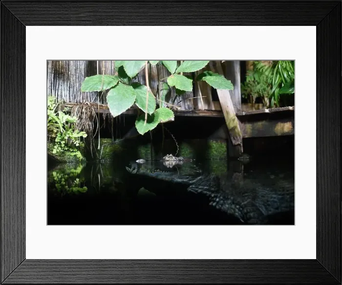 Framed Print : Crocodile head emerging from water with reflection on the surface as it waits for it's prey Framed Print : Crocodile head emerging from water with reflection on the surface as it waits for it's prey