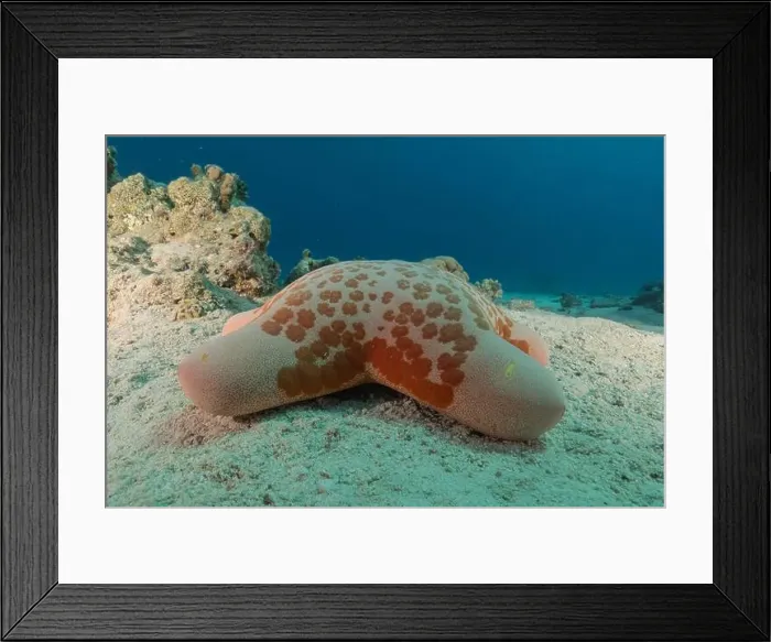 Framed Print : Starfish On the seabed in the Red Sea, Eilat Israel Framed Print : Starfish On the seabed in the Red Sea, Eilat Israel
