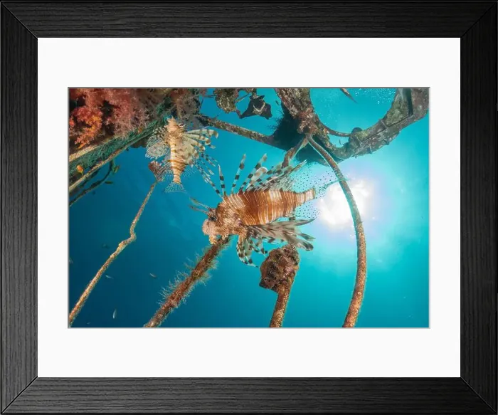 Framed Print : Lionfish (Pterois miles) in the Red Sea colorful fish, Eilat Israel Framed Print : Lionfish (Pterois miles) in the Red Sea colorful fish, Eilat Israel