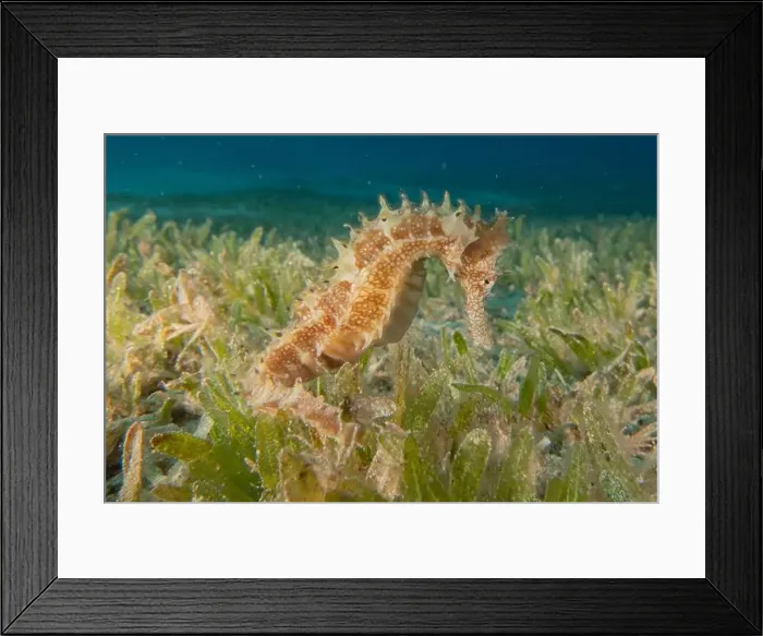 Framed Print : Sea Horse in the Red Sea Colorful and beautiful, Eilat Israel Framed Print : Sea Horse in the Red Sea Colorful and beautiful, Eilat Israel
