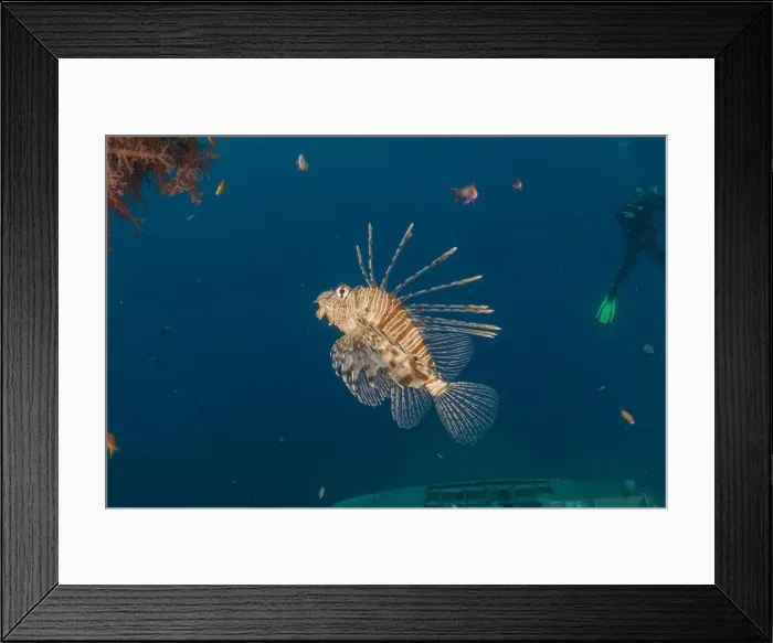 Framed Print : Lionfish (Pterois miles) in the Red Sea colorful fish, Eilat Israel Framed Print : Lionfish (Pterois miles) in the Red Sea colorful fish, Eilat Israel