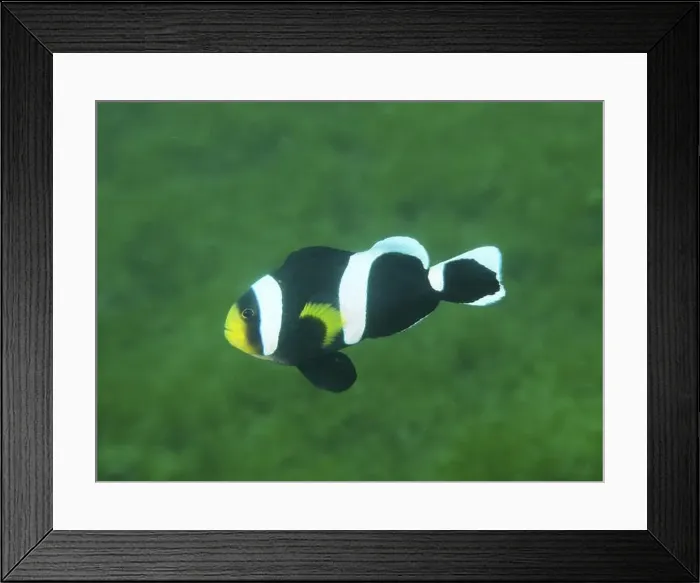 Framed Print : Black and white fish with yellow spot Framed Print : Black and white fish with yellow spot