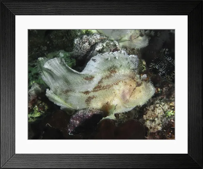 Framed Print : Well-camouflaged fish, rocking fish (Taenianotus triacanthus) Framed Print : Well-camouflaged fish, rocking fish (Taenianotus triacanthus)