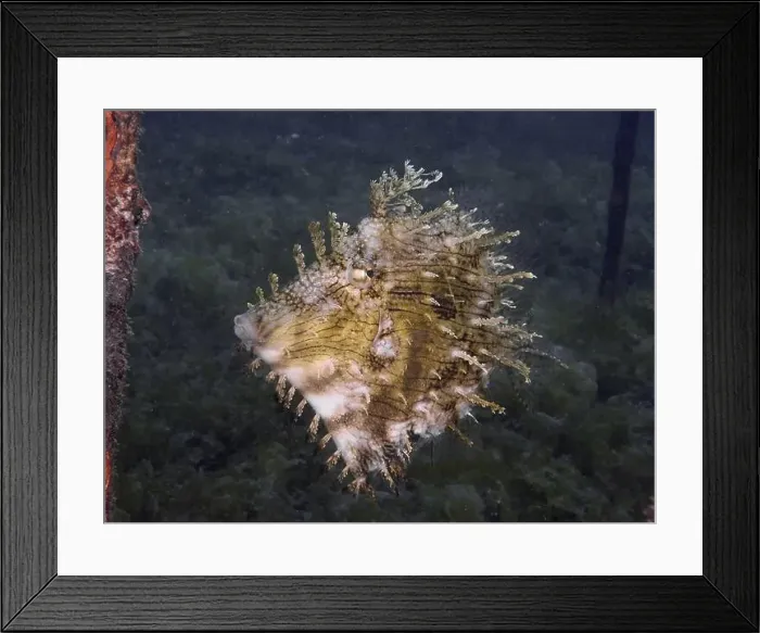 Framed Print : A jewellery filefish (Chaetodermis penicilligerus) Framed Print : A jewellery filefish (Chaetodermis penicilligerus)