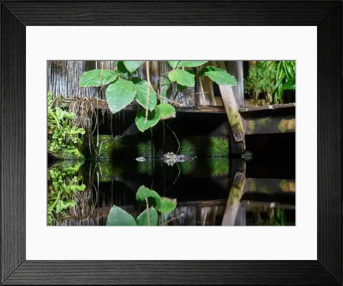 Framed Print : Crocodile head emerging from water with reflection on the surface as it waits for it's prey Framed Print : Crocodile head emerging from water with reflection on the surface as it waits for it's prey