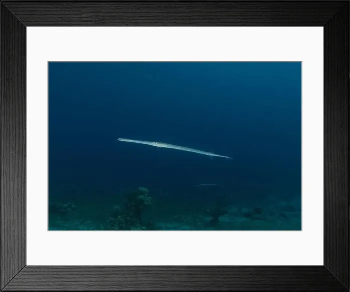 Framed Print : Squid in the Red Sea Colorful and beautiful, Eilat Israel Framed Print : Squid in the Red Sea Colorful and beautiful, Eilat Israel