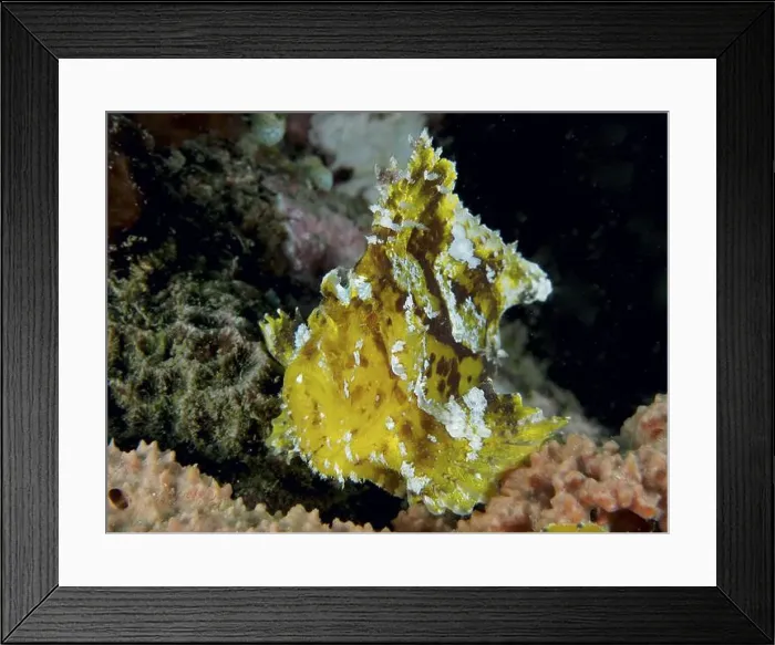 Framed Print : A yellow fish, rocking fish (Taenianotus triacanthus) Framed Print : A yellow fish, rocking fish (Taenianotus triacanthus)