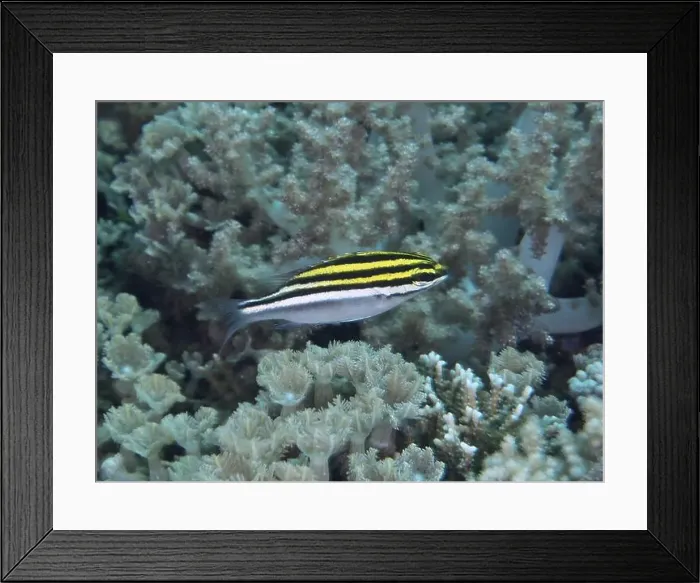 Framed Print : A striped fish, sash snapper (Scolopsis bilineata) juvenile Framed Print : A striped fish, sash snapper (Scolopsis bilineata) juvenile