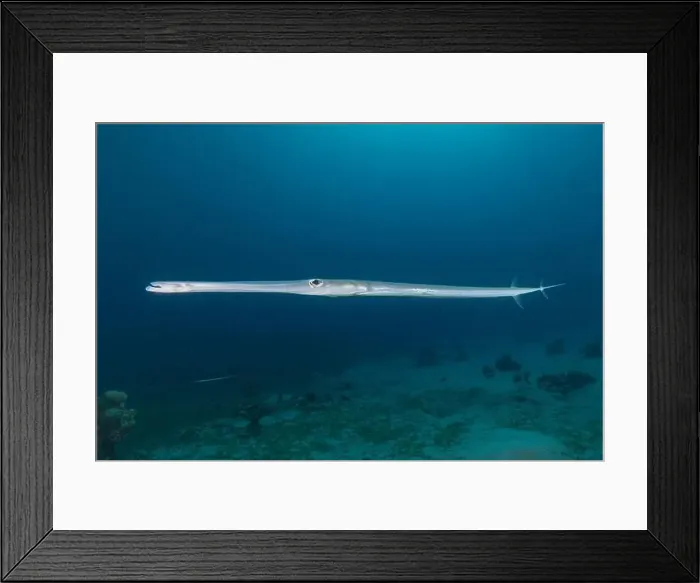 Framed Print : Squid in the Red Sea Colorful and beautiful, Eilat Israel Framed Print : Squid in the Red Sea Colorful and beautiful, Eilat Israel
