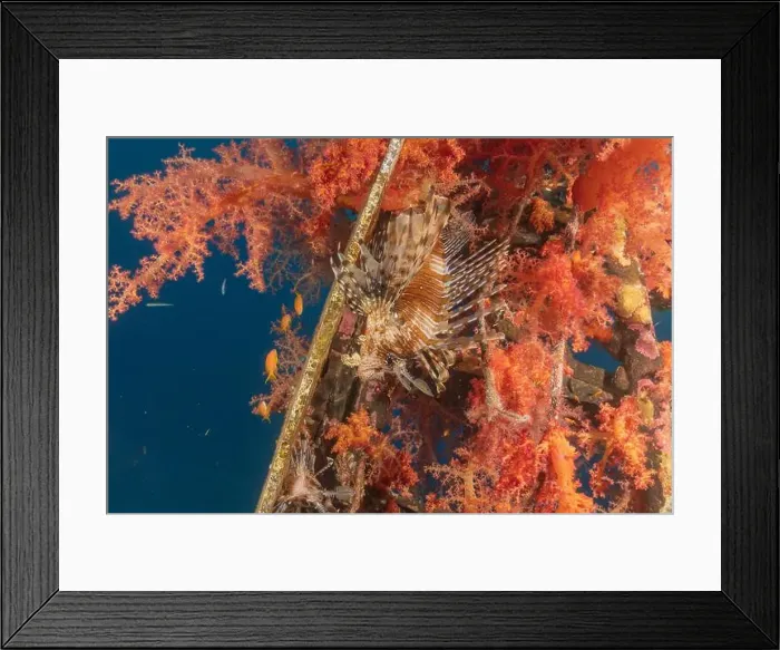 Framed Print : Lionfish (Pterois miles) in the Red Sea colorful fish, Eilat Israel Framed Print : Lionfish (Pterois miles) in the Red Sea colorful fish, Eilat Israel