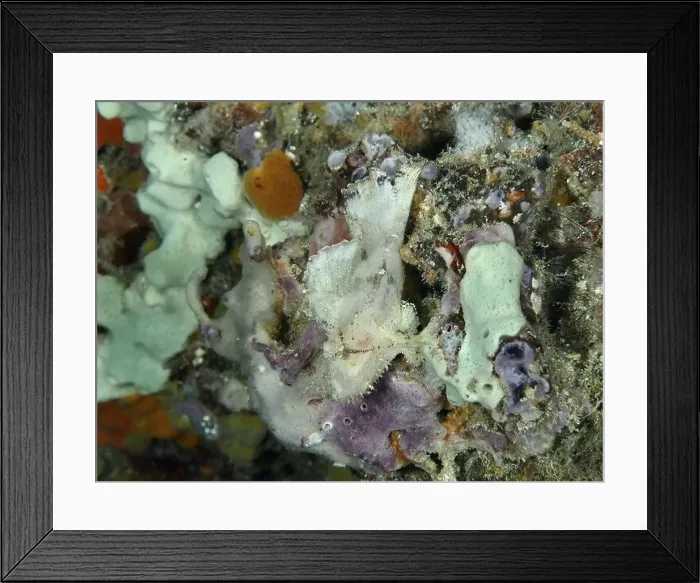 Framed Print : A close-up of colourful sea sponges and corals under water Framed Print : A close-up of colourful sea sponges and corals under water