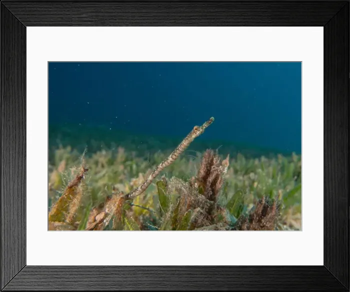 Framed Print : Sea Horse in the Red Sea Colorful and beautiful, Eilat Israel Framed Print : Sea Horse in the Red Sea Colorful and beautiful, Eilat Israel