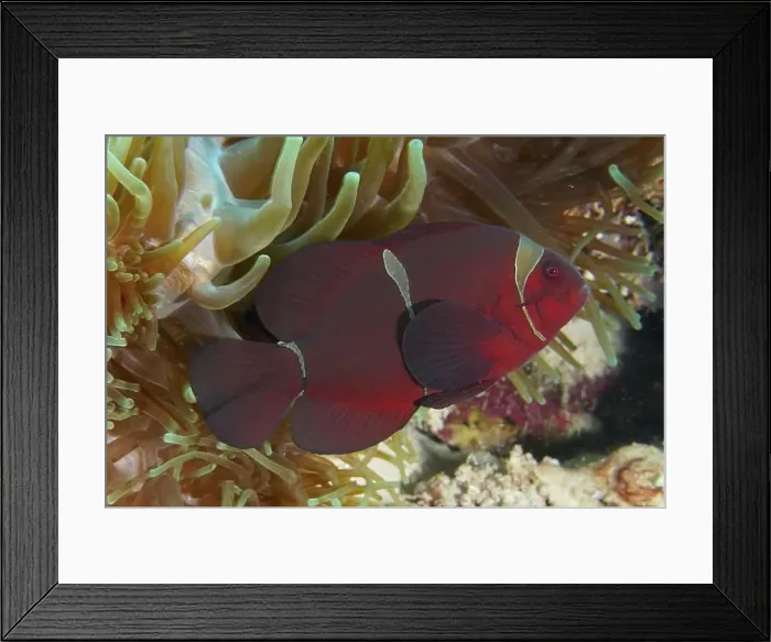 Framed Print : Close-up of a red anemonefish, velvet anemonefish Framed Print : Close-up of a red anemonefish, velvet anemonefish