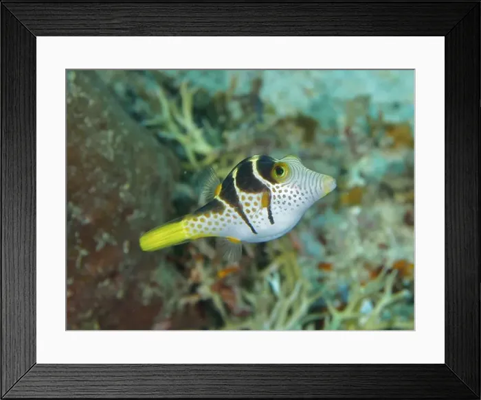 Framed Print : Fish with distinctive patterns Framed Print : Fish with distinctive patterns