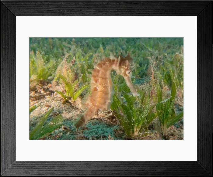 Framed Print : Sea Horse in the Red Sea Colorful and beautiful, Eilat Israel Framed Print : Sea Horse in the Red Sea Colorful and beautiful, Eilat Israel
