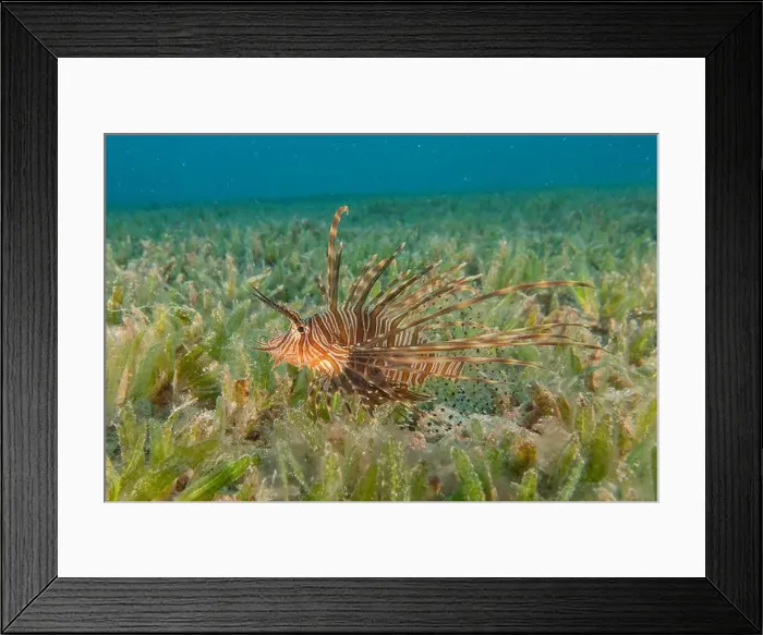 Framed Print : Lionfish (Pterois miles) in the Red Sea colorful fish, Eilat Israel Framed Print : Lionfish (Pterois miles) in the Red Sea colorful fish, Eilat Israel