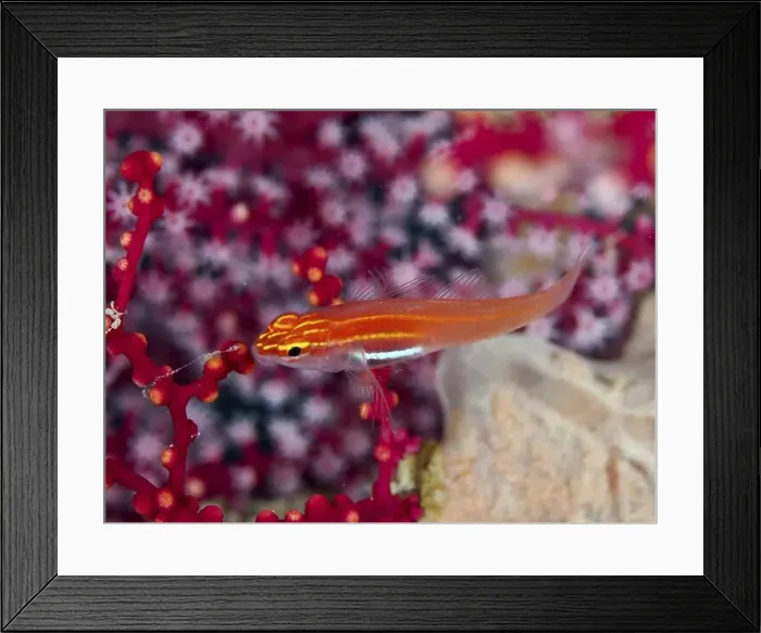Framed Print : Bright orange coloured fish, black-bellied goby (Eviota atriventris) Framed Print : Bright orange coloured fish, black-bellied goby (Eviota atriventris)