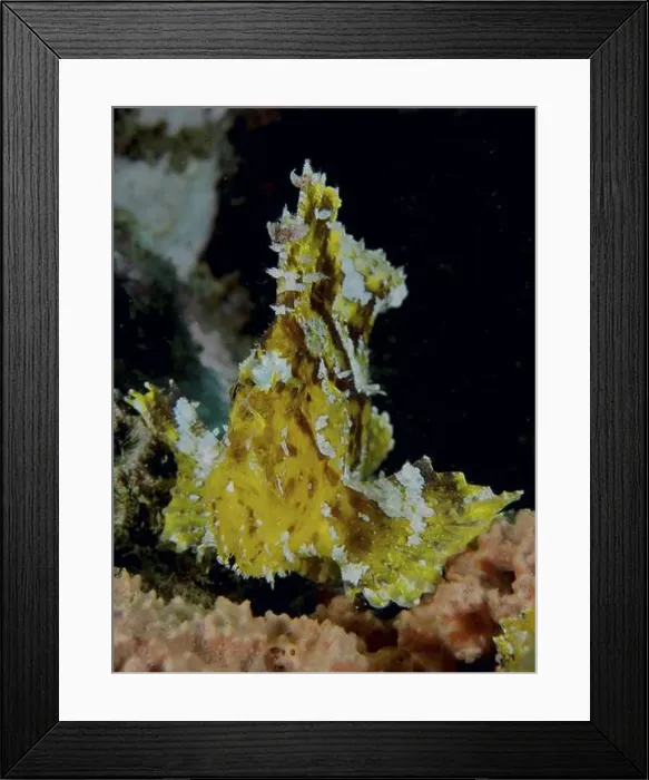 Framed Print : Vividly patterned yellow reef fish with white spots Framed Print : Vividly patterned yellow reef fish with white spots
