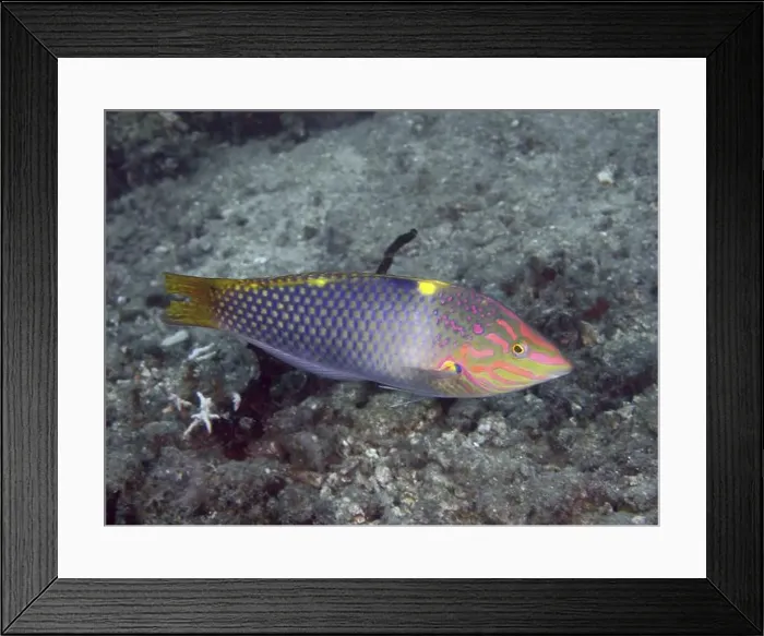 Framed Print : Colourful patterned fish, checkerboard junker (Halichoeres hortulanus) Framed Print : Colourful patterned fish, checkerboard junker (Halichoeres hortulanus)