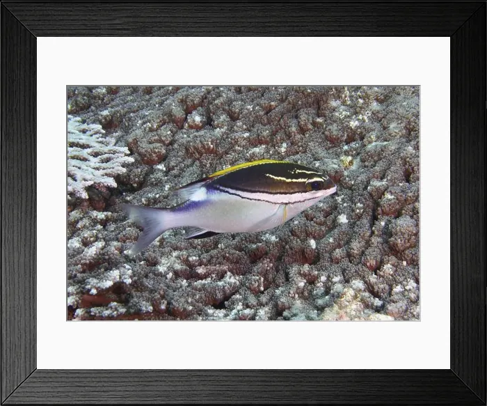 Framed Print : Black-yellow fish, sash snapper (Scolopsis bilineata) Framed Print : Black-yellow fish, sash snapper (Scolopsis bilineata)