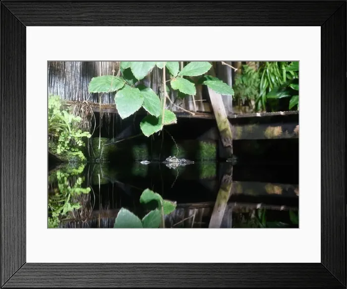 Framed Print : Crocodile head emerging from water with reflection on the surface as it waits for it's prey