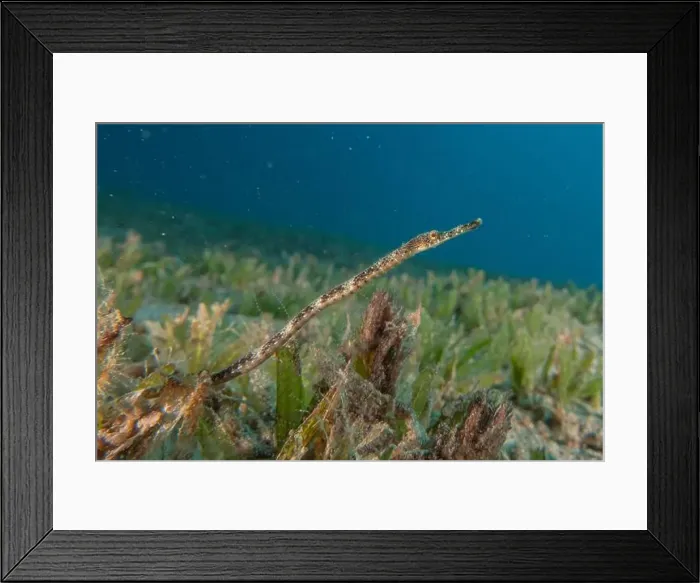 Framed Print : Sea Horse in the Red Sea Colorful and beautiful, Eilat Israel Framed Print : Sea Horse in the Red Sea Colorful and beautiful, Eilat Israel