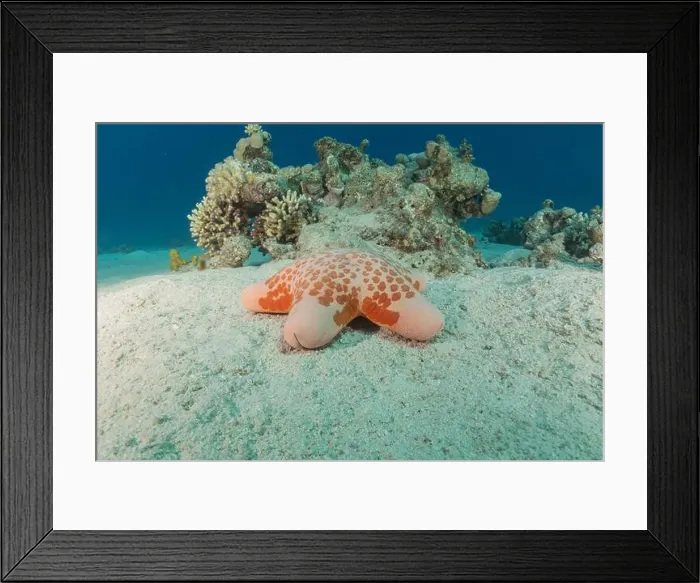 Framed Print : Starfish On the seabed in the Red Sea, Eilat Israel Framed Print : Starfish On the seabed in the Red Sea, Eilat Israel