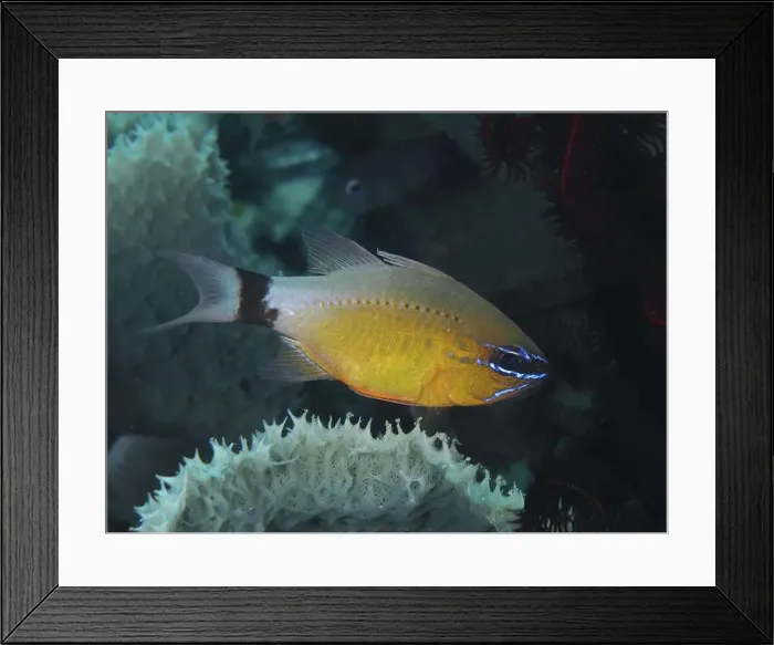 Framed Print : A yellow-blue fish, black-banded cardinalfish Framed Print : A yellow-blue fish, black-banded cardinalfish