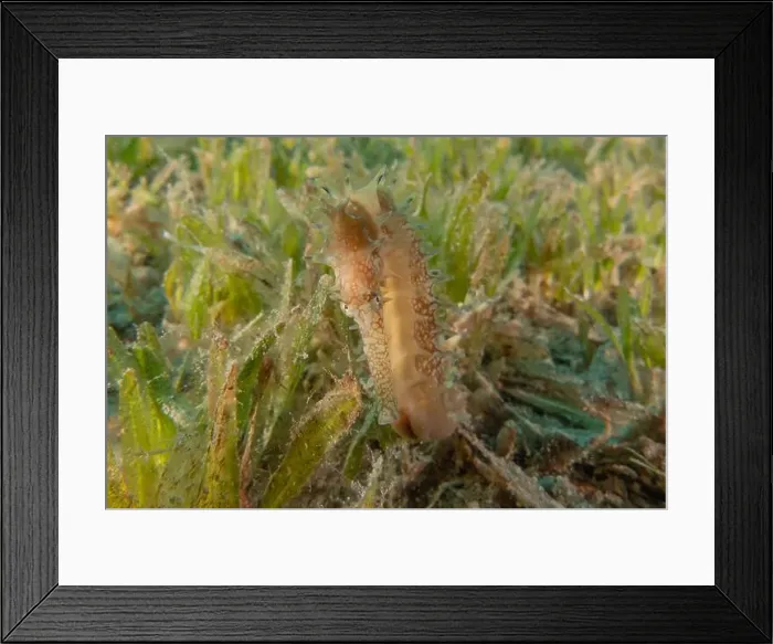 Framed Print : Sea Horse in the Red Sea Colorful and beautiful, Eilat Israel Framed Print : Sea Horse in the Red Sea Colorful and beautiful, Eilat Israel