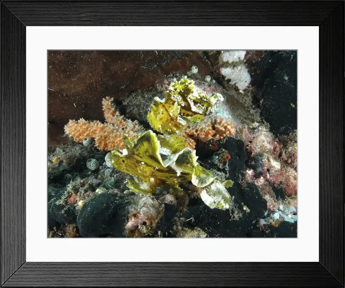 Framed Print : Two yellow rocking fish (Taenianotus triacanthus) amidst a diverse coral reef Framed Print : Two yellow rocking fish (Taenianotus triacanthus) amidst a diverse coral reef