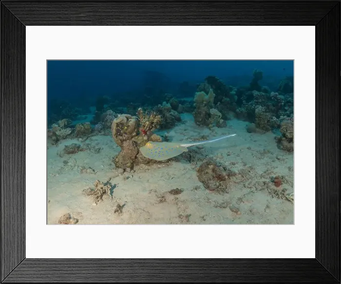 Framed Print : Blue-spotted stingray On the seabed in the Red Sea Eilat, Israel Framed Print : Blue-spotted stingray On the seabed in the Red Sea Eilat, Israel