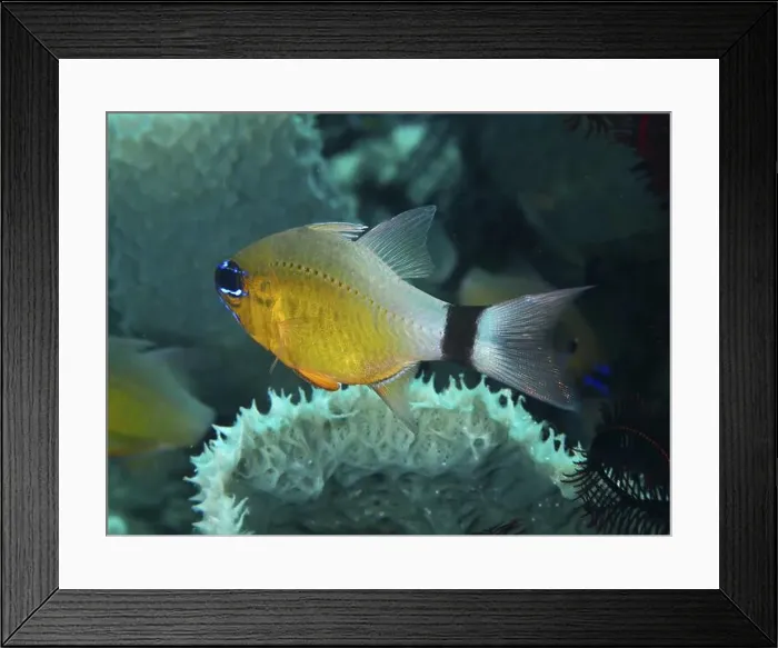Framed Print : Yellow fish with black stripe, black-banded cardinalfish Framed Print : Yellow fish with black stripe, black-banded cardinalfish