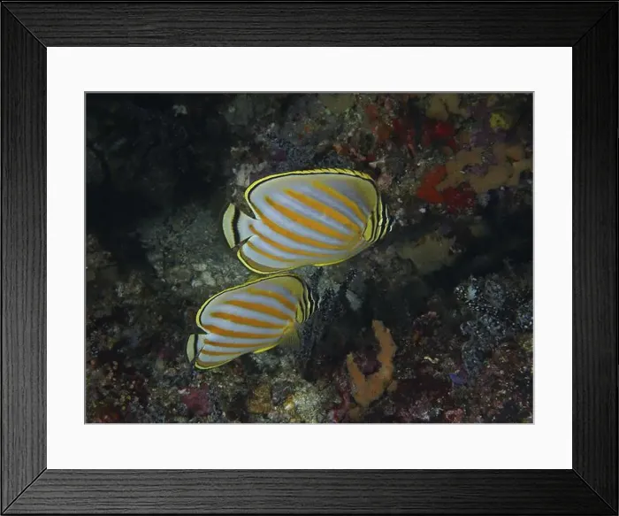 Framed Print : Two striped fish, Orange Banded butterflyfish (Chaetodon ornatissimus) Framed Print : Two striped fish, Orange Banded butterflyfish (Chaetodon ornatissimus)