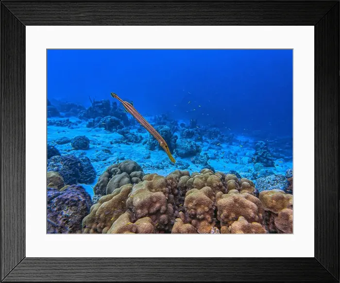 Framed Print : Caribbean coral reef off the coast of the island of Bonaire in summer Framed Print : Caribbean coral reef off the coast of the island of Bonaire in summer