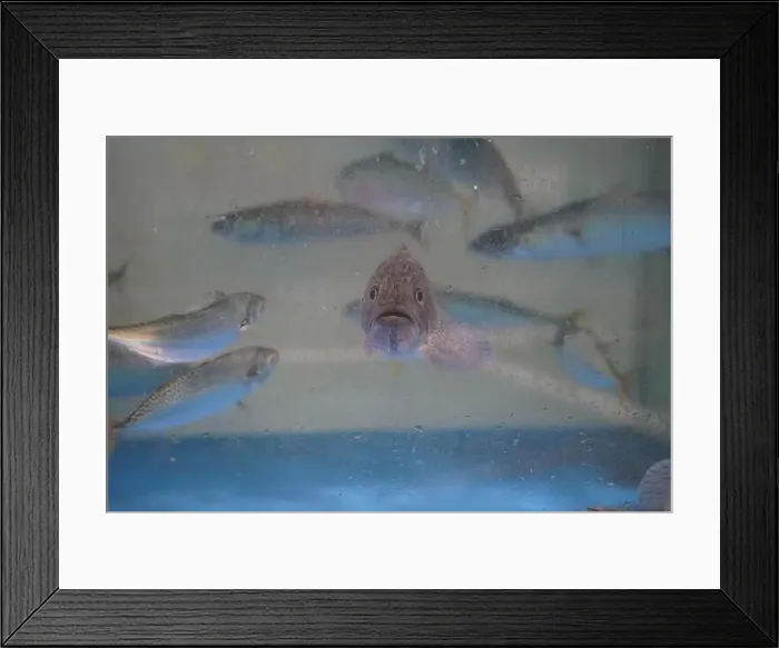 Framed Print : Close up of a fish in the water tank at the aquarium Framed Print : Close up of a fish in the water tank at the aquarium