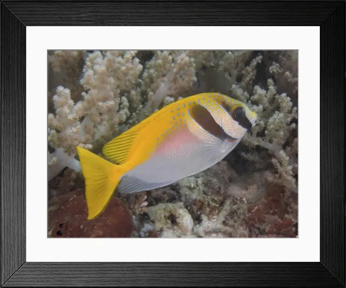 Framed Print : Yellow fish, headband rabbitfish (Siganus virgatus) Framed Print : Yellow fish, headband rabbitfish (Siganus virgatus)