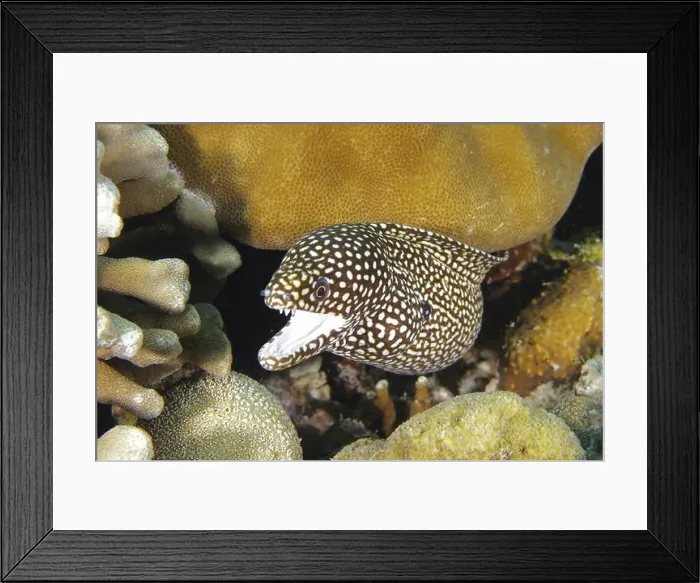 Framed Print : Pearl moray eel, white-mouthed moray eel (Gymnothorax meleagris) with open mouth between corals Framed Print : Pearl moray eel, white-mouthed moray eel (Gymnothorax meleagris) with open mouth between corals