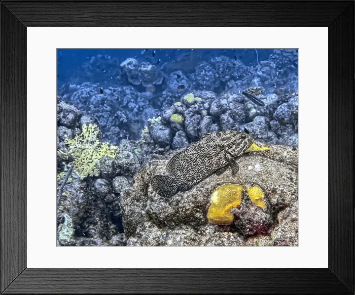 Framed Print : Mycteroperca bonaci, the black grouper Framed Print : Mycteroperca bonaci, the black grouper