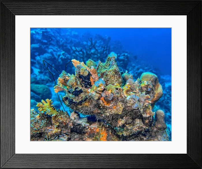Framed Print : Caribbean coral reef off the coast of the island of Bonaire in summer Framed Print : Caribbean coral reef off the coast of the island of Bonaire in summer