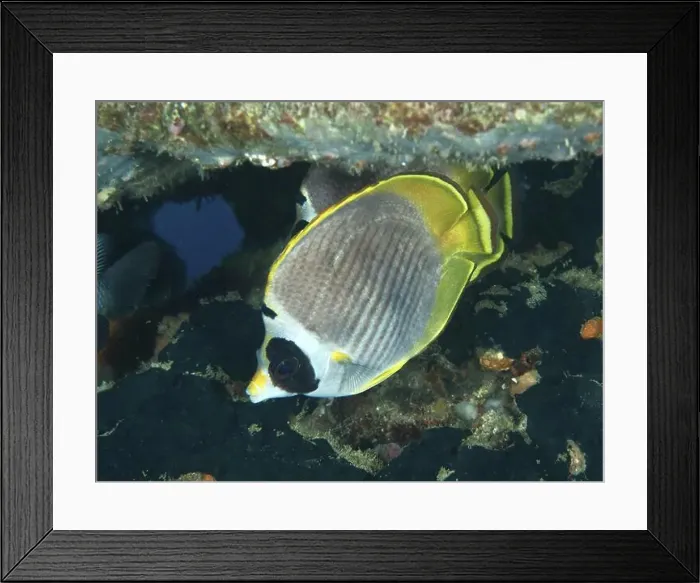 Framed Print : A yellow and white fish, panda butterflyfish (Chaetodon adiergastos) Framed Print : A yellow and white fish, panda butterflyfish (Chaetodon adiergastos)