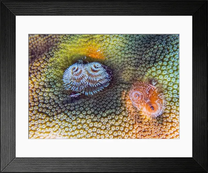 Framed Print : Spirobranchus giganteus, commonly known as Christmas tree worms Framed Print : Spirobranchus giganteus, commonly known as Christmas tree worms