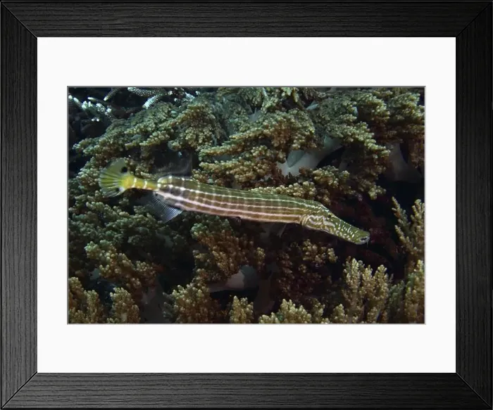 Framed Print : A striped fish, Chinese trumpetfish (Aulostomus chinensis) Framed Print : A striped fish, Chinese trumpetfish (Aulostomus chinensis)