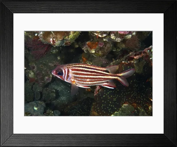 Framed Print : A striped fish, red squirrelfish (Sargocentron rubrum) Framed Print : A striped fish, red squirrelfish (Sargocentron rubrum)