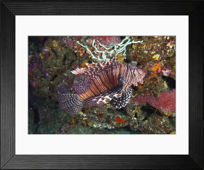Framed Print : Pacific red lionfish (Pterois volitans) swimming over a colourful coral reef Framed Print : Pacific red lionfish (Pterois volitans) swimming over a colourful coral reef