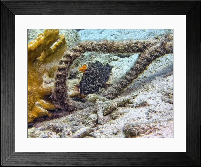 Framed Print : Mycteroperca bonaci, the black grouper