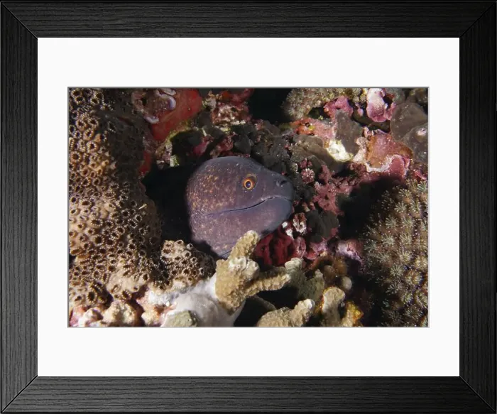 Framed Print : A sooty moray eel (Gymnothorax flavimarginatus) is hidden between corals and watches carefully Framed Print : A sooty moray eel (Gymnothorax flavimarginatus) is hidden between corals and watches carefully