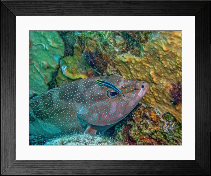 Framed Print : Mycteroperca bonaci, the black grouper Framed Print : Mycteroperca bonaci, the black grouper
